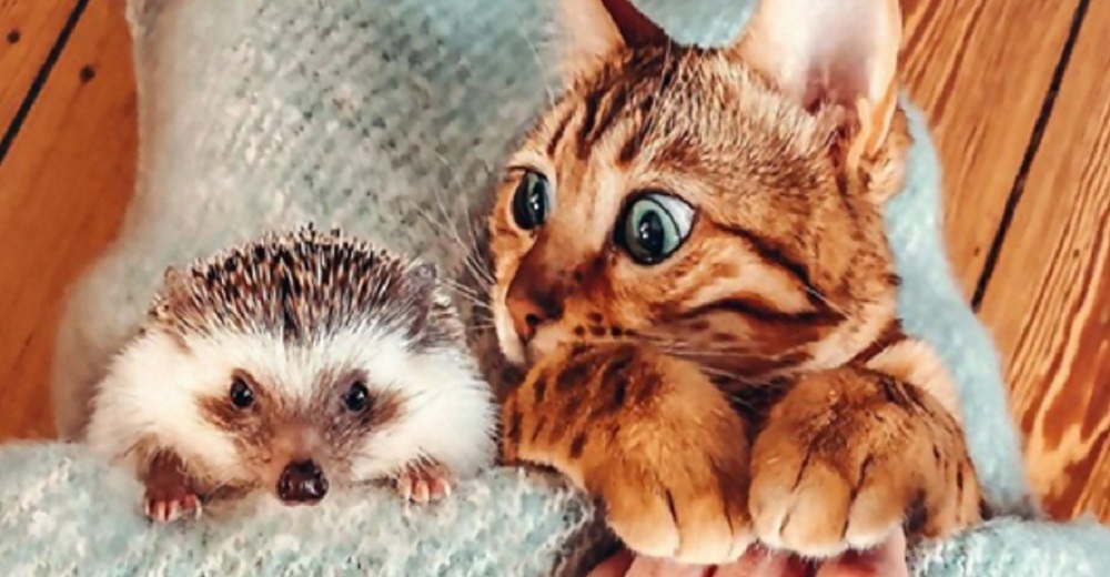 Un gatito y un erizo llegan a un hogar soñado y su adorable amistad se vuelve viral