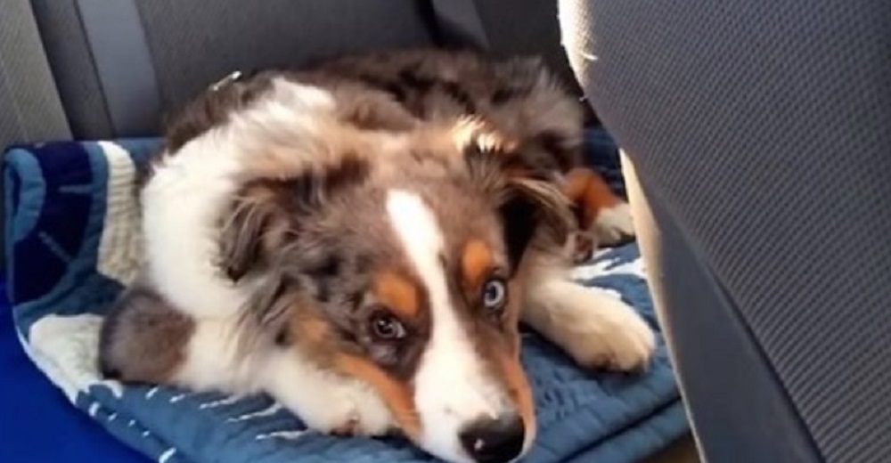 Perrito permanece indiferente en el asiento del auto hasta que suena la canción de Frozen Perrito permanece indiferente en el asiento del auto hasta que suena la canción de Frozen