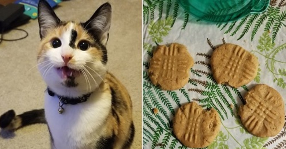 Gatita se las ingenia para descubrir el escondite de las galletas para después dejar su marca Gatita se las ingenia para descubrir el escondite de las galletas para después dejar su marca