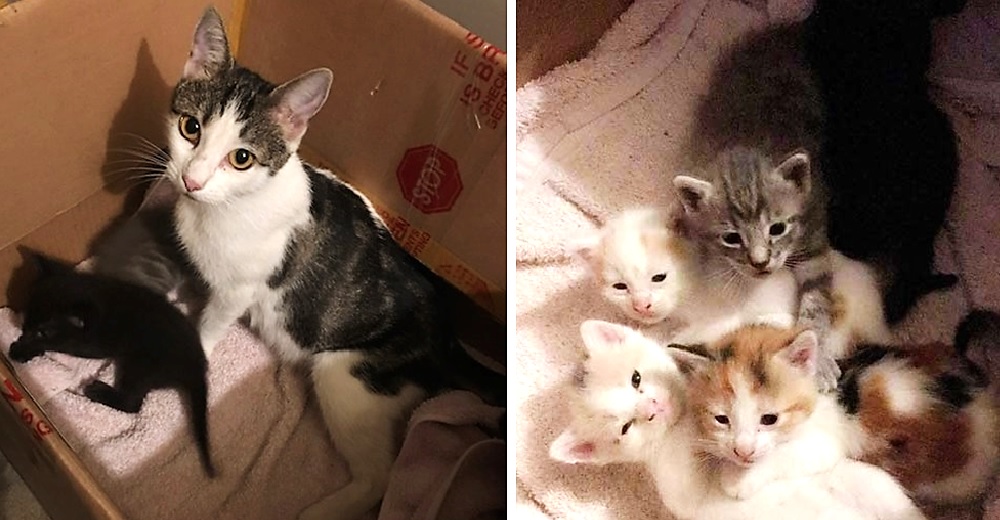 Una gatita irrumpe en una casa para pedir que la ayudaran a salvar a sus bebés en peligro Una gatita irrumpe en una casa para pedir que la ayudaran a salvar a sus bebés en peligro