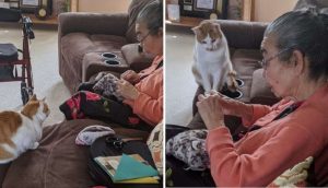 Gatito mira preocupado mientras la abuela «opera» a su amigo favorito