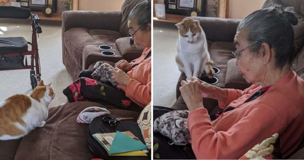Gatito mira preocupado mientras la abuela «opera» a su amigo favorito