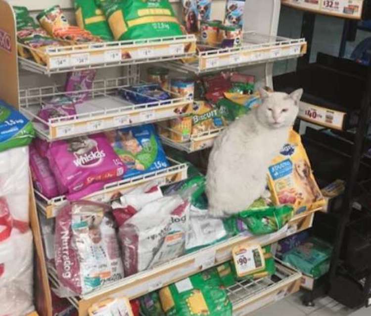 Gatito espera a que le compren comida