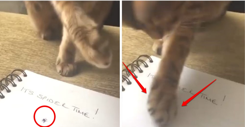 Graba a su gatito luchando para protegerla de la «aterradora» araña que hay sobre su cuaderno Graba a su gatito luchando para protegerla de la «aterradora» araña que hay sobre su cuaderno