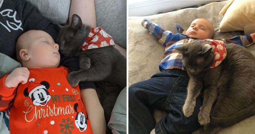 Esta gata distante nunca había sido gran amiga de los abrazos hasta que conoció al nuevo bebé