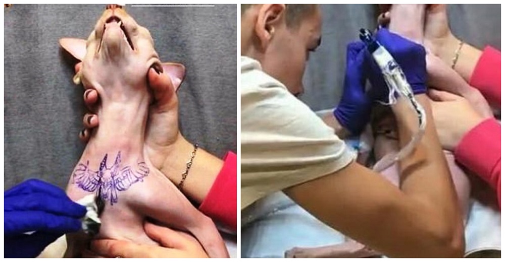 Una influencer le hace un tatuaje a su gato en el pecho pensando que sería elogiada en las redes