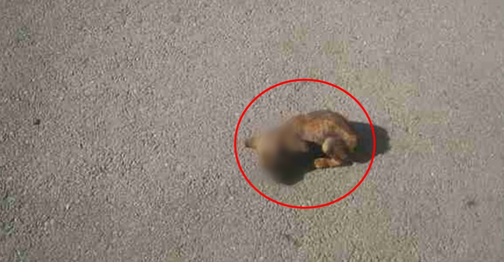 Dos mujeres se detienen al ver un «bulto de pelos huesudo y diminuto» tirado en plena calle Dos mujeres se detienen al ver un «bulto de pelos huesudo y diminuto» tirado en plena calle