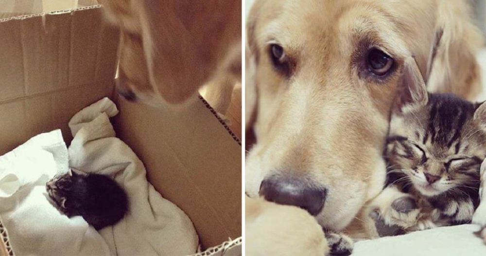 Adoptan a una gatita recién nacida abandonada y desde que su perro la vio no se separa de ella Adoptan a una gatita recién nacida abandonada y desde que su perro la vio no se separa de ella