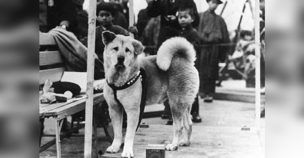 Salen a la luz fotos inéditas de Hachiko, el perro que esperó 9 años a su humano en una estación Salen a la luz fotos inéditas de Hachiko, el perro que esperó 9 años a su humano en una estación
