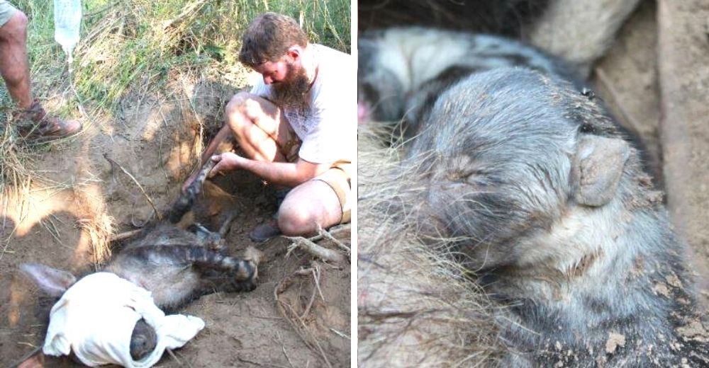 Aunque estaba atrapada en una peligrosa trampa, esta madre protegió a sus 3 bebés recién nacidos