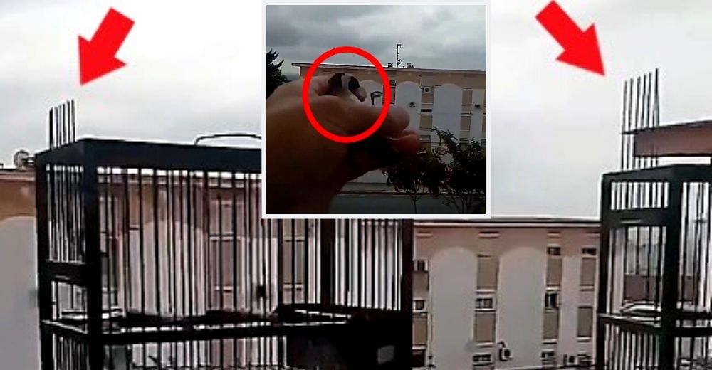 Decide liberar a sus aves enjauladas después de sentir en carne viva lo que supone el encierro Decide liberar a sus aves enjauladas después de sentir en carne viva lo que supone el encierro