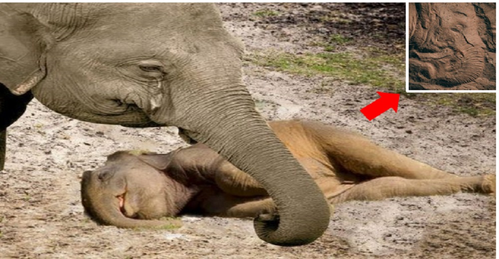 Bebé elefante que nació de milagro sorprende con la huella que deja en la arena tras una siesta