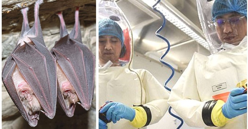 Denuncian que el coronavirus surgió en un laboratorio chino donde experimentaban con murciélagos
