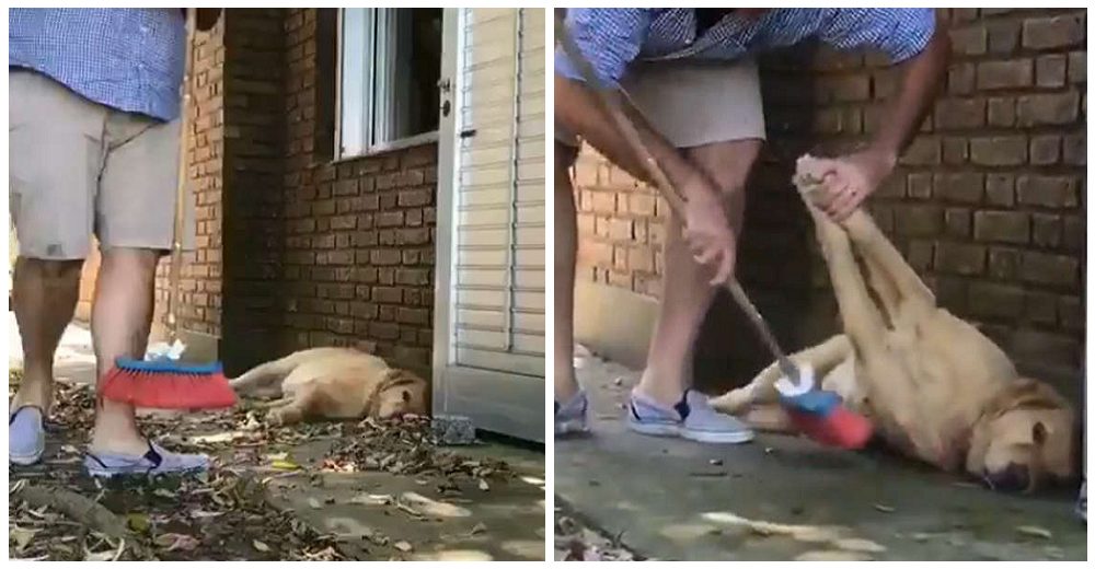 Perrito extremadamente vago se hace el muerto mientras su padre lo alza para poder barrer Perrito extremadamente vago se hace el muerto mientras su padre lo alza para poder barrer