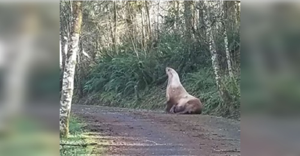 León marino sale a dar un paseo, pero cada vez se aleja más y termina en un bosque perdido