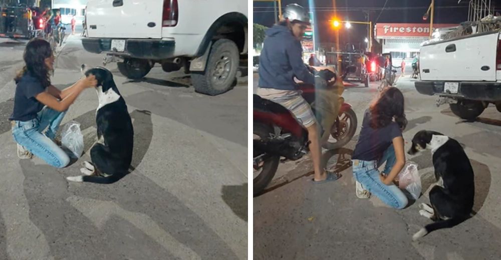 Captan a una pareja saltándose el confinamiento hasta que la ven arrodillarse frente a un perro Captan a una pareja saltándose el confinamiento hasta que la ven arrodillarse frente a un perro