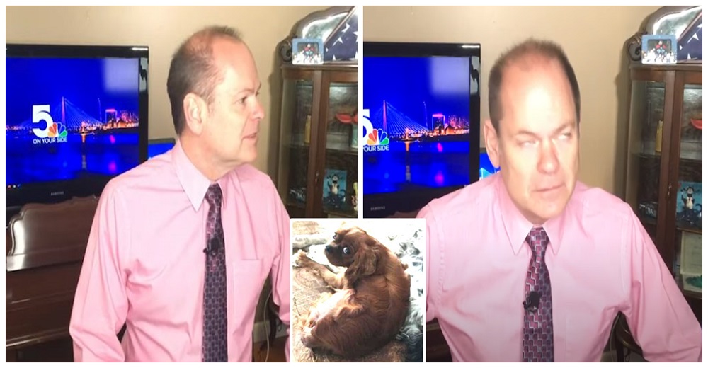 La perrita de un metereólogo insiste en interrumpirlo en su transmisión en vivo y él reacciona