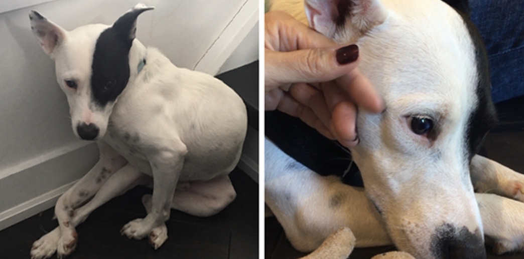 Ella tenía pánico a los perros y él no podía confiar en los humanos, el resultado fue adorable