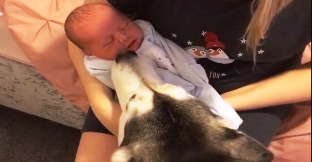 Graban a una perrita husky al acercarse a la boca del bebé cuando creía que nadie la observaba Graban a una perrita husky al acercarse a la boca del bebé cuando creía que nadie la observaba