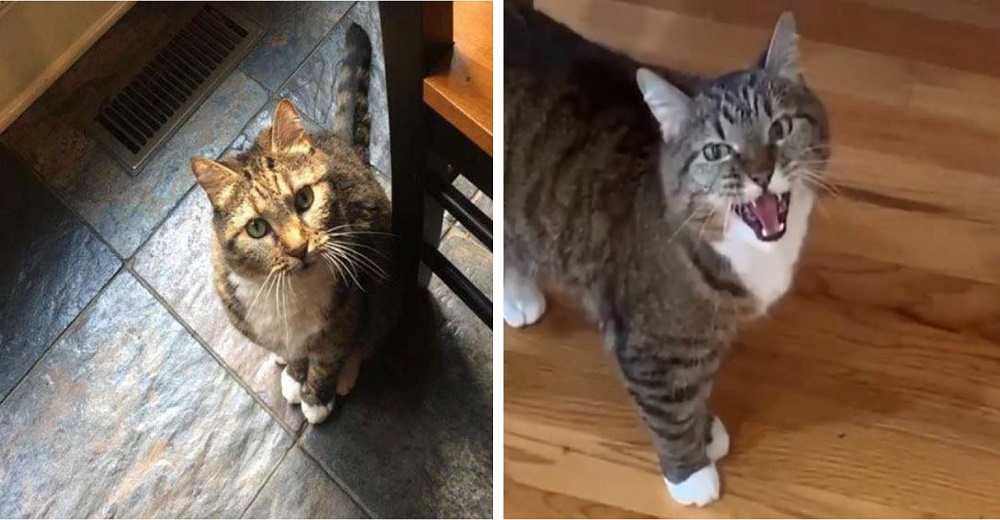 Graban a una confundida gatita que no entiende la cuarentena y exige explicaciones a su dueña Graban a una confundida gatita que no entiende la cuarentena y exige explicaciones a su dueña