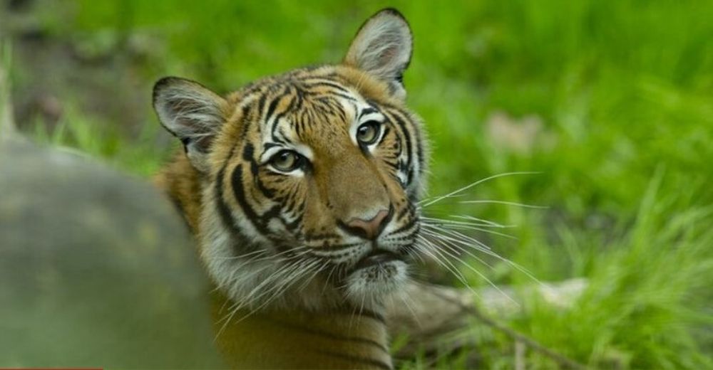 Tigre de un zoo se convierte en el primer animal en cautiverio en dar positivo por coronavirus