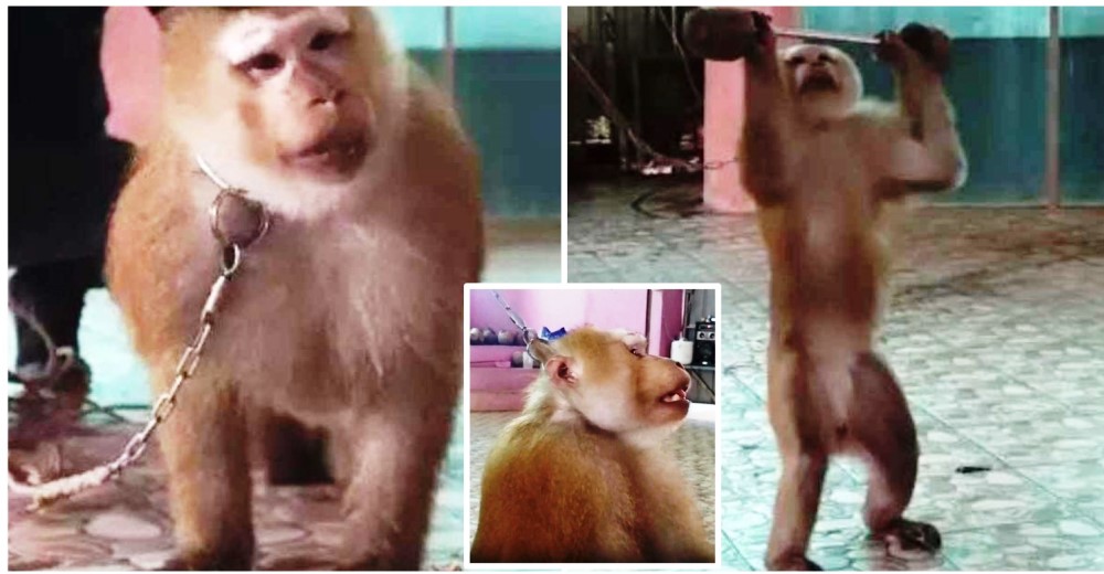 Denuncian el sufrimiento de monos encadenados levantando pesas para después divertir a turistas