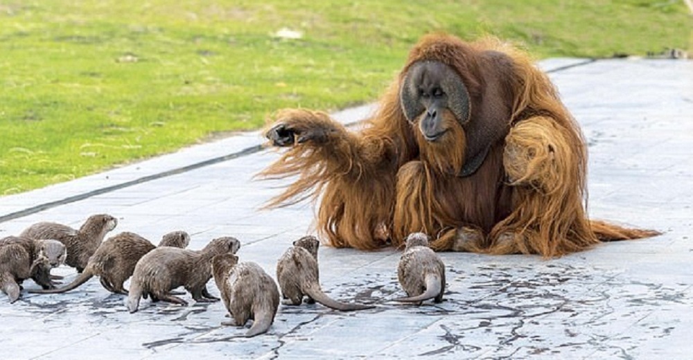Captan la reacción de unos orangutanes con la nueva familia de nutrias que acaban de conocer