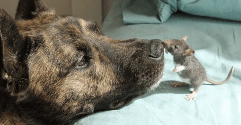 Responde a los comentarios tras permitir la amistad de su perro deprimido con una rata