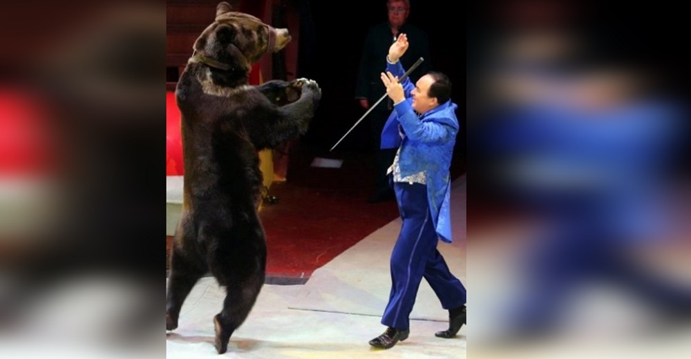 Sale a la luz cómo consiguen que estos osos de un popular circo se paren en dos patas Sale a la luz cómo consiguen que estos osos de un popular circo se paren en dos patas