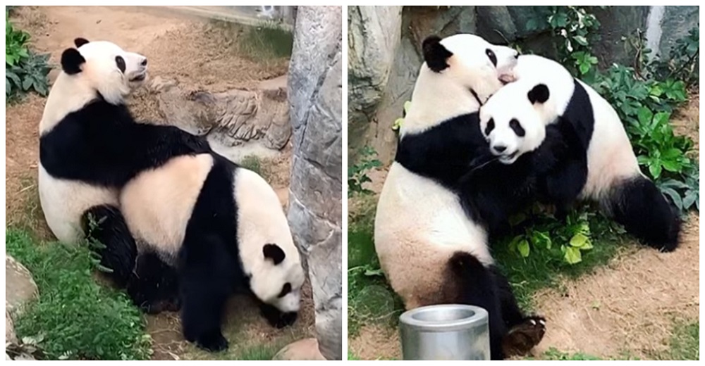 Pandas gigantes logran aparearse tras 10 años de intentos gracias a que no hay humanos en el zoo