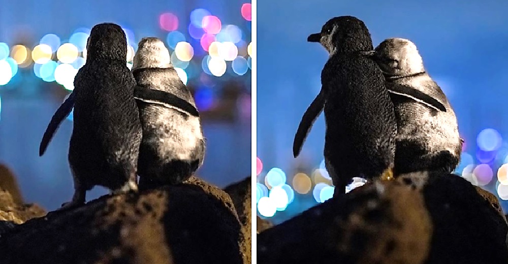 El drama de los pingüinos que se abrazan sin parar tras la peor pérdida de su vida