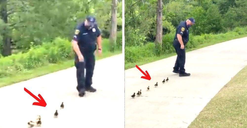 7 patitos acuden con un policía para que los ayude a encontrar a su mamá