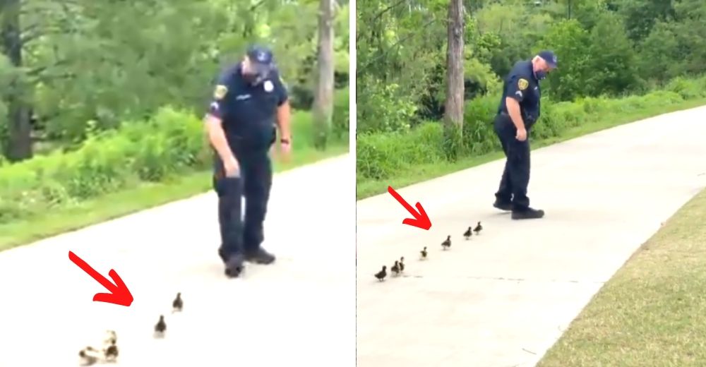 7 patitos acuden con un policía para que los ayude a encontrar a su mamá 7 patitos acuden con un policía para que los ayude a encontrar a su mamá