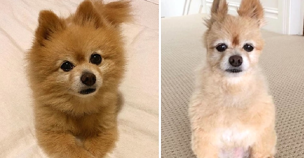 El antes y después de un perrito afligido porque su dueña cortó su pelo en la cuarentena
