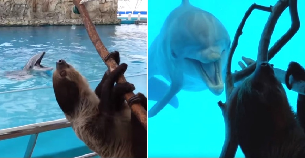 La dura realidad tras la alegría de un delfín que recibió la “visita” de un perezoso en el acuario