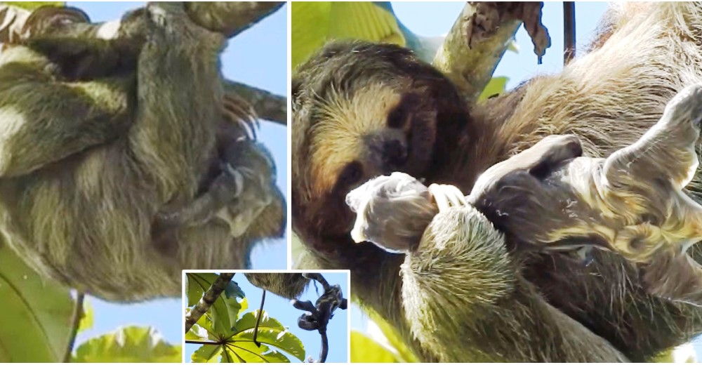 Graban a una madre dando a luz en un árbol y su bebé queda colgado del cordón umbilical