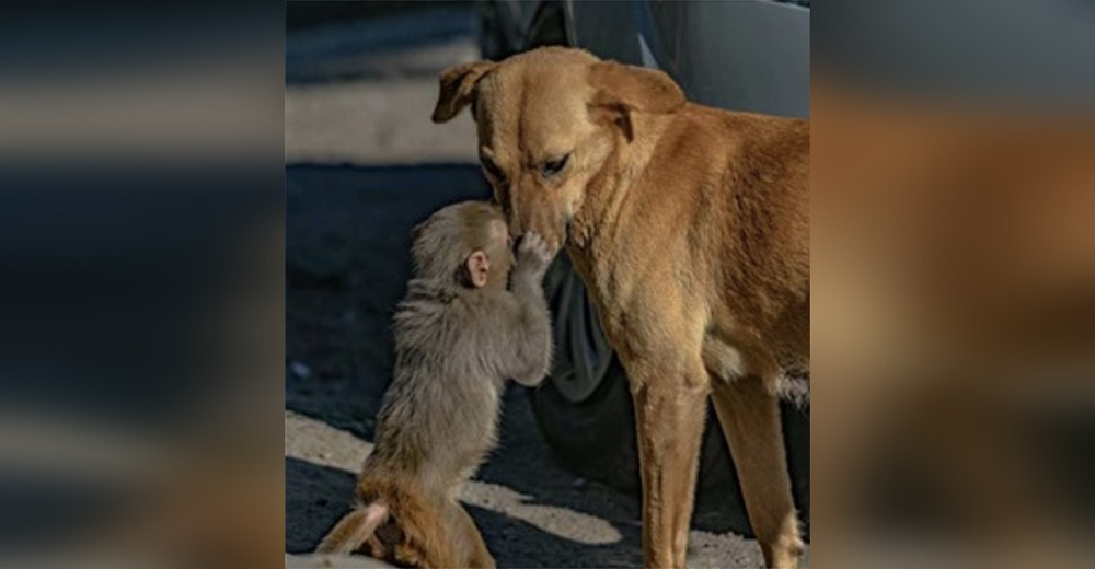 Graban el comportamiento de una perrita con un monito huérfano, después ven su gran acto de amor