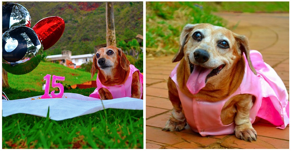 Perrita guerrera que lucha contra tres tipos de cáncer se gana la fiesta de 15 años más tierna Perrita guerrera que lucha contra tres tipos de cáncer se gana la fiesta de 15 años más tierna