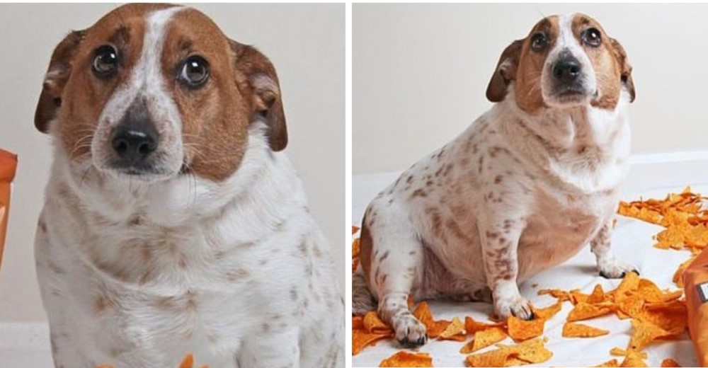 El indignante caso de la perrita que sufre obesidad porque complacen su adicción a las golosinas