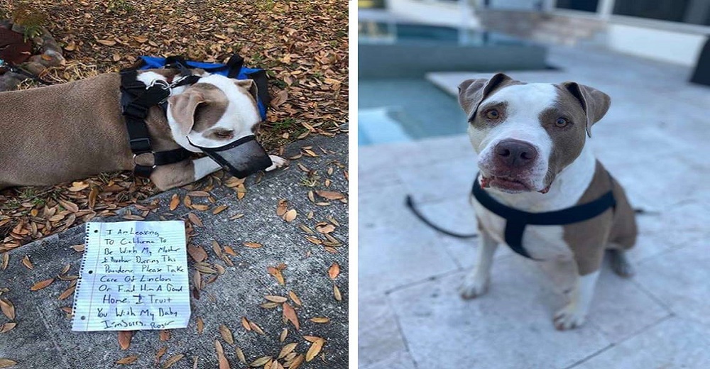 En plena cuarentena halla un triste pitbull atado a un árbol junto a una nota escrita al apuro En plena cuarentena halla un triste pitbull atado a un árbol junto a una nota escrita al apuro