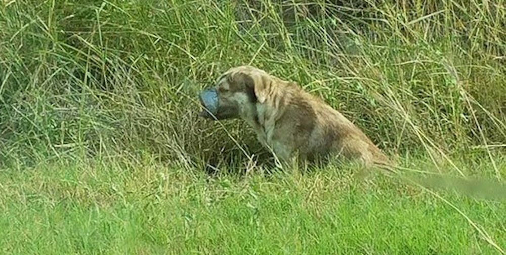 Se detienen al divisar un bulto en el camino y descubren un perrito víctima de la peor cobardía Se detienen al divisar un bulto en el camino y descubren un perrito víctima de la peor cobardía