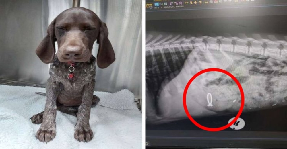 Un cachorrito se traga el anillo de compromiso de su dueña y su travesura queda al descubierto Un cachorrito se traga el anillo de compromiso de su dueña y su travesura queda al descubierto