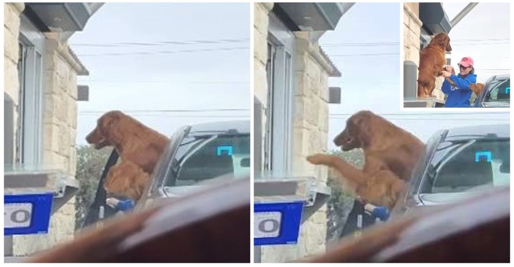 Graba el desespero de un impaciente cachorro por recibir la orden de su bebida favorita