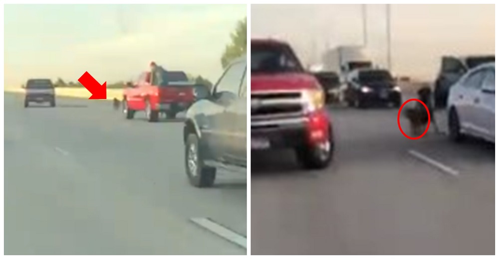 Ven a un perrito aterrado en una concurrida avenida mientras los conductores pasan de largo Ven a un perrito aterrado en una concurrida avenida mientras los conductores pasan de largo