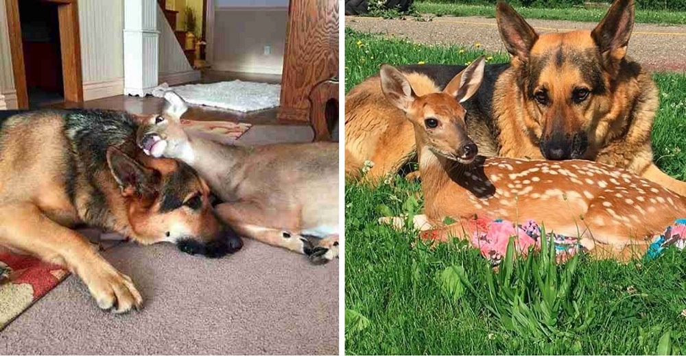 Un perrito se convierte en el mejor consuelo y guardián de los cervatillos que necesitan ayuda