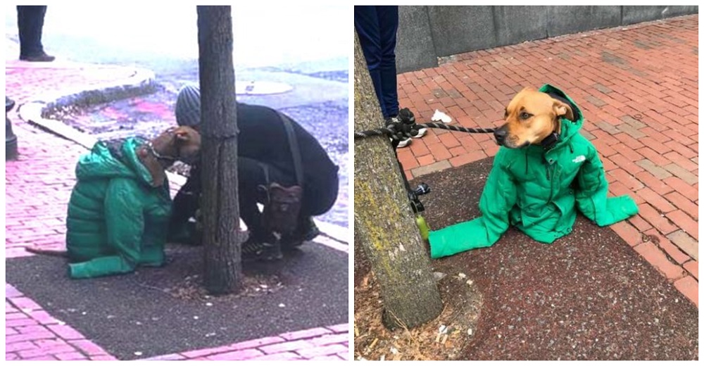 Envuelve con su chaqueta a su perrito para que se quede «acobijado de amor» esperando afuera