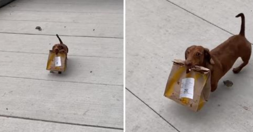 Perrito es visto captado trayendo alimentos para llevarlos a casa de su familia