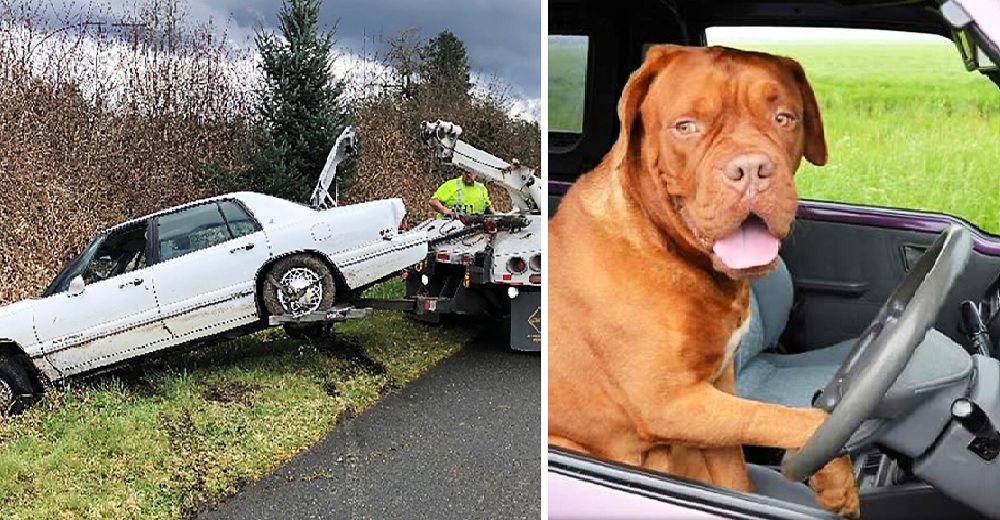 La policía intercepta un auto conducido negligentemente y encuentra a una perrita al volante