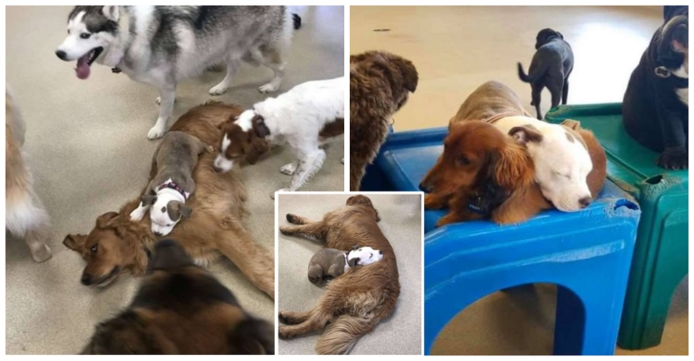 La adorable estrategia de una cachorrita para dormir más tiempo en la guardería se hace viral La adorable estrategia de una cachorrita para dormir más tiempo en la guardería se hace viral