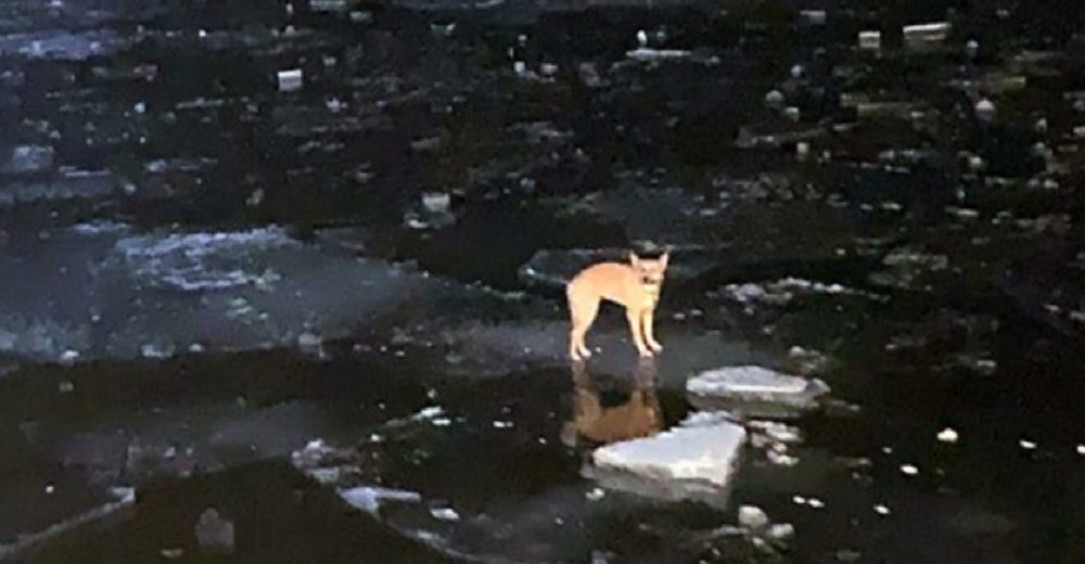 Se mantuvo temblando sobre un mínimo trozo de hielo en medio congelado luchando por su vida Se mantuvo temblando sobre un mínimo trozo de hielo en medio congelado luchando por su vida
